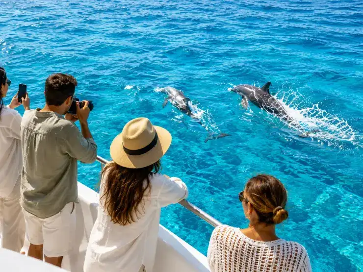 Dolphin Tour